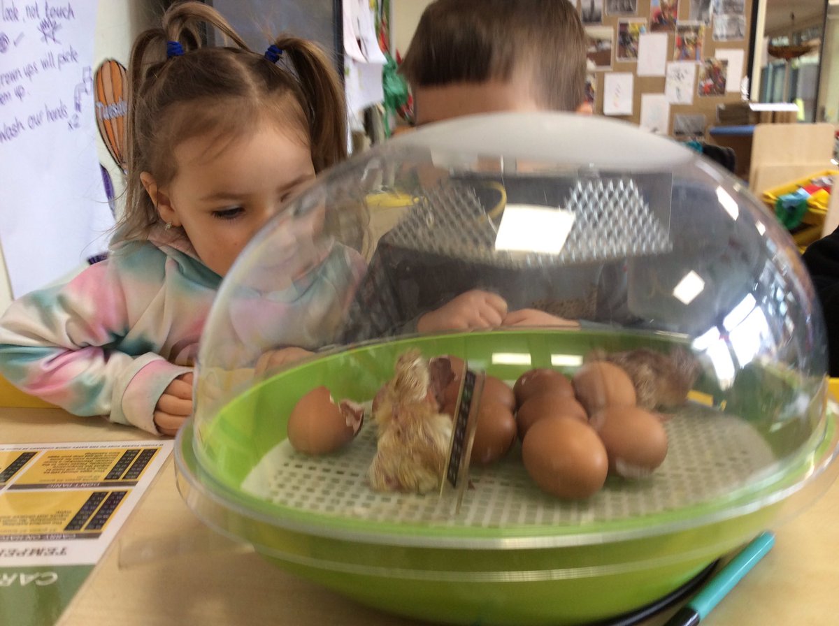 HoppingHill's tweet photo. The children are having the most wonderful time interacting with and watching the chicks grow! 🐣🐥🐣🐥 #happychicks #hatchingeggs #handsonlearning https://t.co/U9zul6Lqcc
