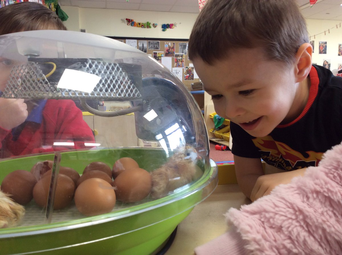 HoppingHill's tweet photo. The children are having the most wonderful time interacting with and watching the chicks grow! 🐣🐥🐣🐥 #happychicks #hatchingeggs #handsonlearning https://t.co/U9zul6Lqcc