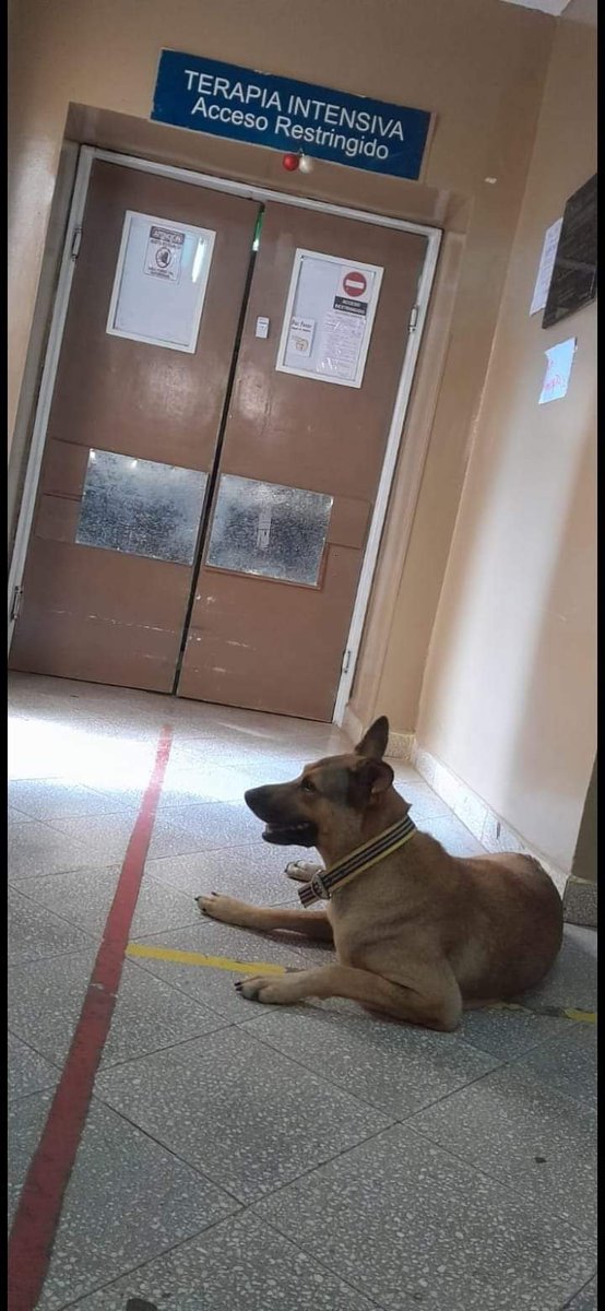 delpynews's tweet photo. ▶️​ YO PIKO LLORO | 😭

😔Su dueño murió en el Hospital de Coronel Oviedo y ella jamás se marchó.

🐶​"Esperancita" es la perrita mimada por todos los pacientes y personal del hospital.

Su dueño entró a UTI y jamás volvió a salir, ella lo sigue esperando.😭💔 https://t.co/UXOhzFVPGF
