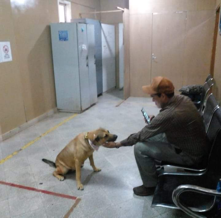 delpynews's tweet photo. ▶️​ YO PIKO LLORO | 😭

😔Su dueño murió en el Hospital de Coronel Oviedo y ella jamás se marchó.

🐶​"Esperancita" es la perrita mimada por todos los pacientes y personal del hospital.

Su dueño entró a UTI y jamás volvió a salir, ella lo sigue esperando.😭💔 https://t.co/UXOhzFVPGF