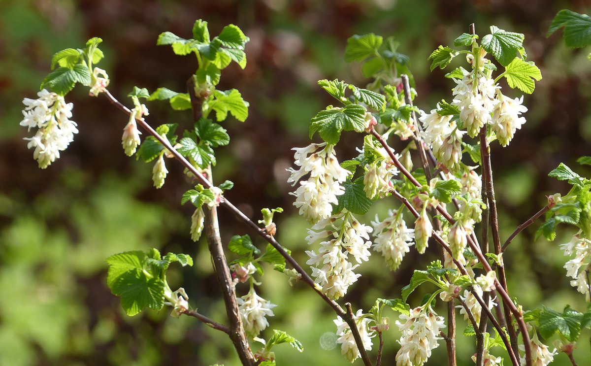 utterly_country's tweet image. Ribes sanguineum &apos;Elkington&apos;s White&apos;. Slightly earlier than the common red variety (which I also have). A really lovely early flowerer. #gardenshrubs #springshrubs #ribes