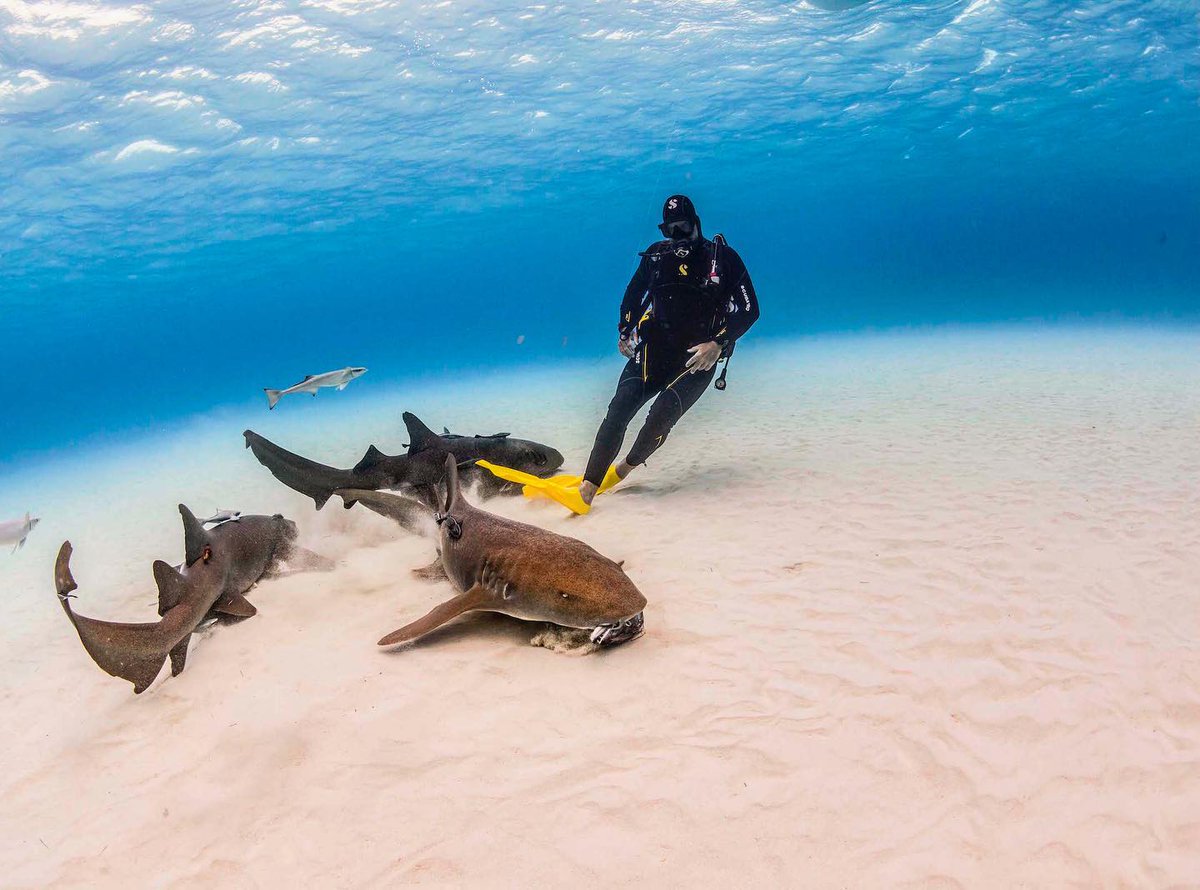 ProscubaMarine's tweet photo. Scuba Travel....!!!!😇🌊🌊 @ https://t.co/RkDESr6528

#scubagear #scubadiving #scubadiver #divingequipment #adventure #india #pondicherry #scubapro https://t.co/OkaNdeV6gz