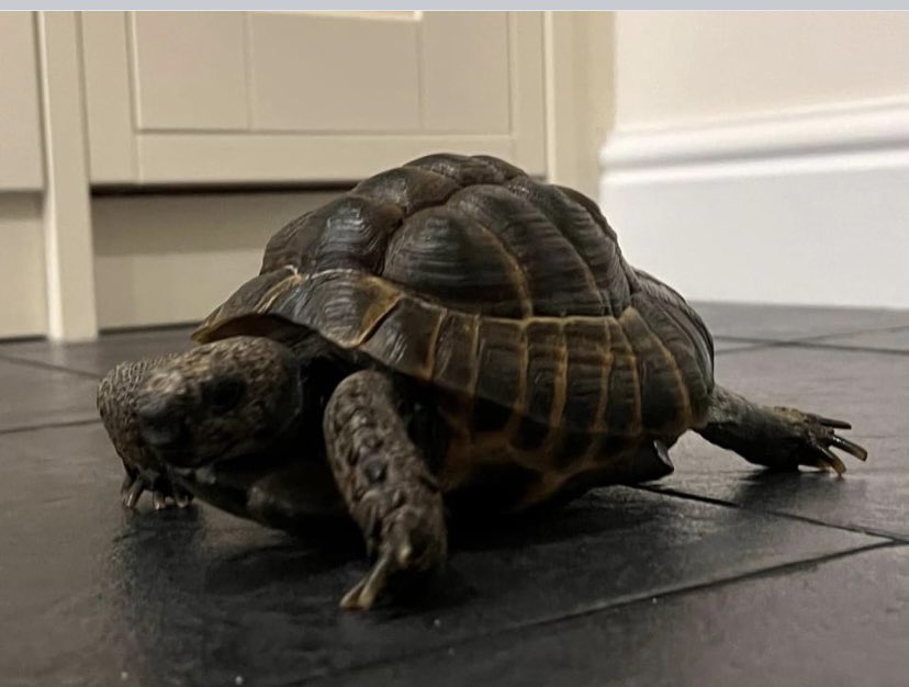Spring is coming Dude the tortoise woke up  just chilling at the moment  happy days in garden soon. <a href="/tortoise/">Tortoise</a>