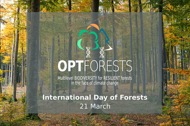OptFORESTS's tweet photo. Happy #IntlForestDay🌳This year's #ForestsDay theme (Forests and Health) invites us to take care of our forests as they do so much for our health &amp; well-being!

Learn more about the link between forests &amp; human health here➡️ https://t.co/zqT6qhK8ZX https://t.co/Ehkk44U8gM