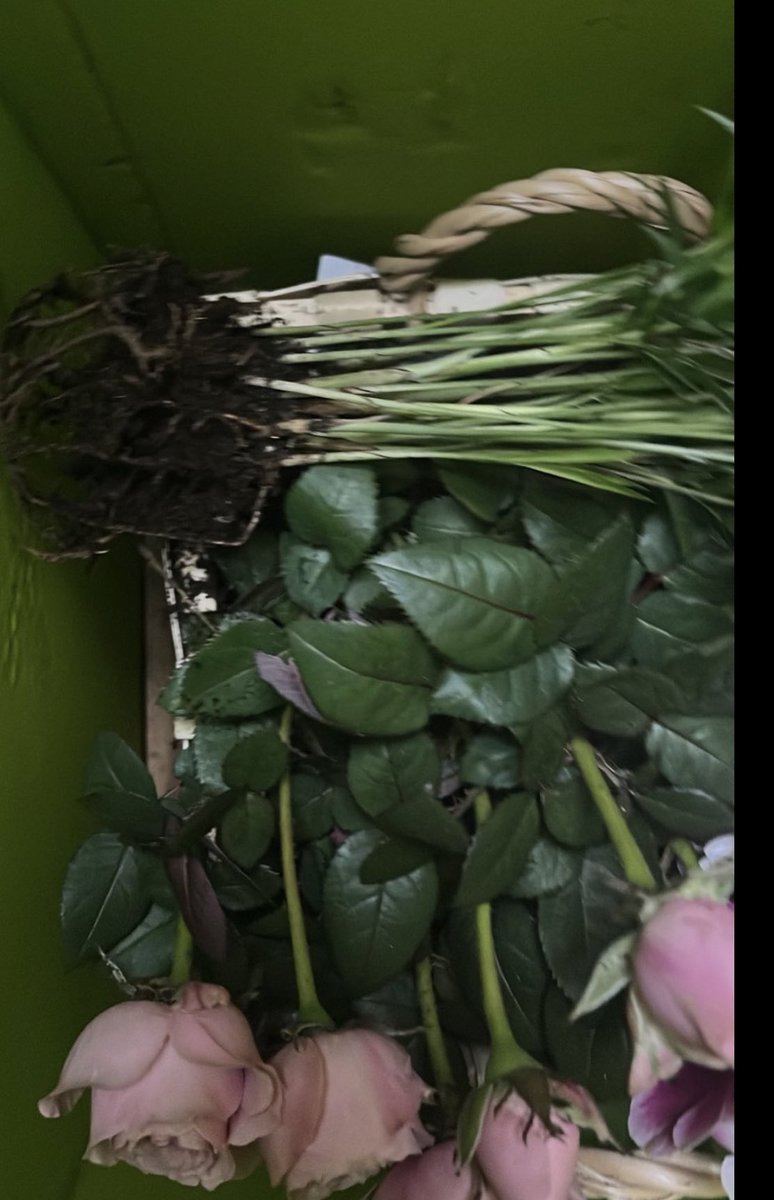 shellenunn's tweet photo. @waitrose flowers 4 Mother’s Day told soil can move just rearrange.roses half dead refund eventually given but not 4 delivery spoilt day as nothing to give her just wanted to make it nice after she’s not been well 😢 @TheSun @MetroUK @thismorning @MartinSLewis https://t.co/mLjjdz6g7R