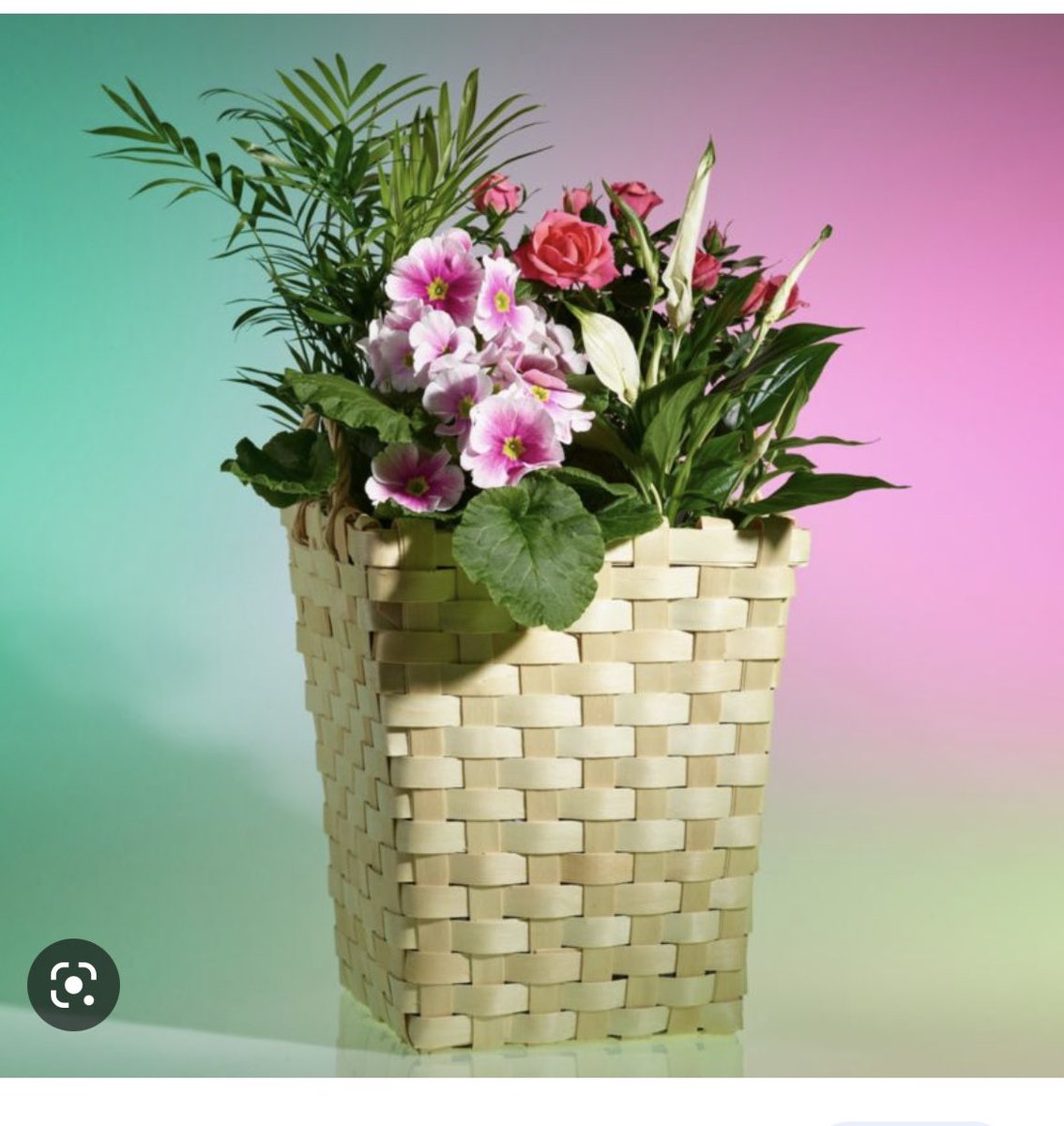 shellenunn's tweet photo. @waitrose flowers 4 Mother’s Day told soil can move just rearrange.roses half dead refund eventually given but not 4 delivery spoilt day as nothing to give her just wanted to make it nice after she’s not been well 😢 @TheSun @MetroUK @thismorning @MartinSLewis https://t.co/mLjjdz6g7R
