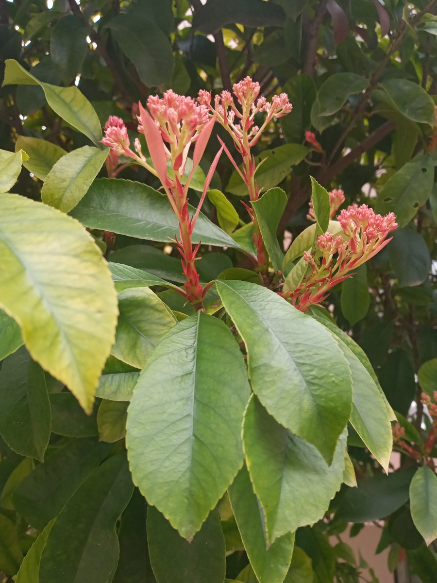 streambiki's tweet photo. At this stage our service is like a flower in spring. We still have a lot of growing to do, but the final product is in sight. Hopefully Streambiki will soon bloom for everyone to see. #Streambiki #StartOfSpring https://t.co/D9gmVMFyTt