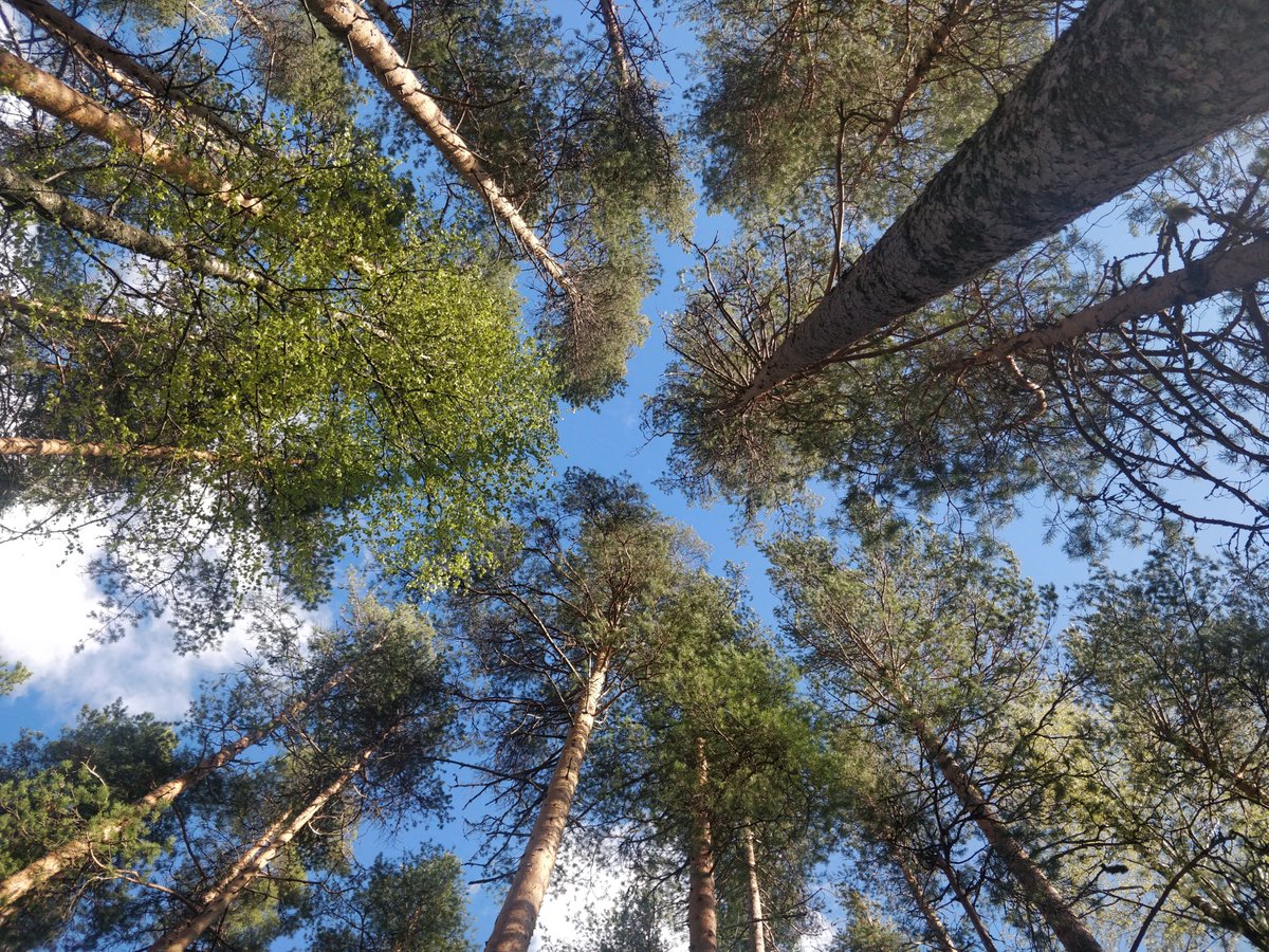 Today is #IntForestDay
Healthy #forests will bring #healthy people
If spending quality time in forests objectively and subjectively enhance human #wellbeing, what are we waiting for?