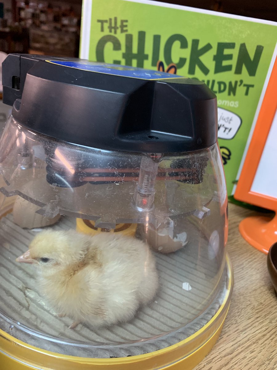 carolynvibbert's tweet photo. And the chick I dropped and cracked its shell has hatched!! So glad I tried hot glue and an individual incubator! The chick who COULD! #PWCSHatch https://t.co/6Uo6EVLw1E