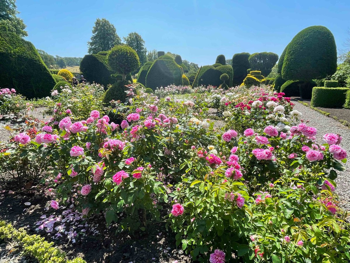 On #FragranceDay we thought we should really focus on the heritage roses that we grow around our #topiary garden and which add not just fabulous colour but also uplifting scent.