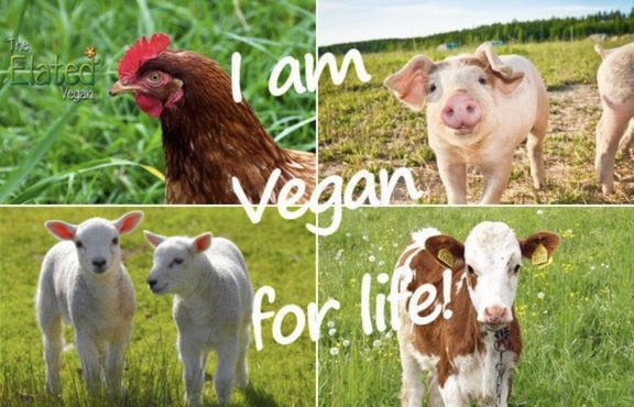 veganfuture's tweet photo. https://t.co/agIPIUqOxY