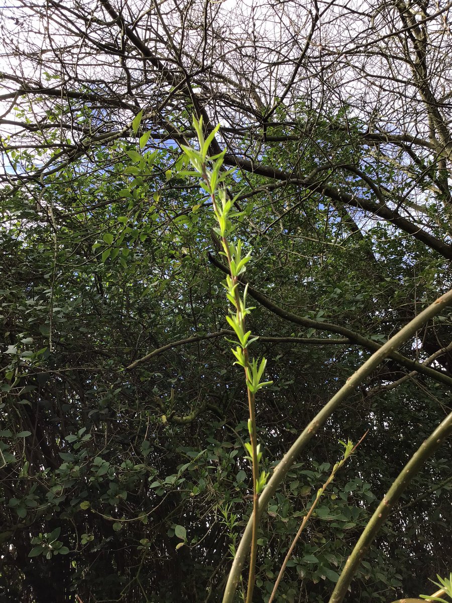 BVPSRecp's tweet photo. We went on a spring hunt and captured our own photos. #bvpseyfs #bvpscomputing #bvpsscience https://t.co/o3jXjr9FrF