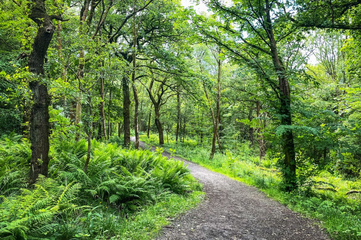 We’re spoilt for choice for walking routes in Renfrewshire, particularly if you’re looking for a woodland walk to explore. Our local woodlands have a network of trails where friends can stroll, children can play or walking groups can keep fit. Read more: orlo.uk/95jMU