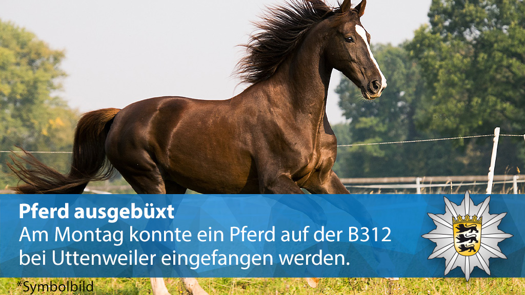 PolizeiUL's tweet photo. Gestern Morgen spazierte ein #Pferd auf & neben der #B312 bei Uttenweiler. 🐎 Wir haben das #Tier wieder eingefangen & unbeschadet an den Besitzer übergeben. 🐎 🚓 💨 Wie sich herausstellte, büxte das Pferd bei einer tierärztlichen Untersuchung aus.
▶️ https://t.co/fbnfLBosIS https://t.co/9BuT8W6vRc