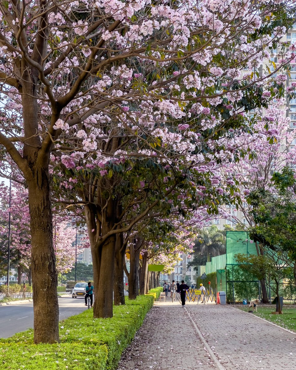 atulpinheiro's tweet image. Guys. 🥲♥️ .@peakbengaluru 
#PinkBangalore