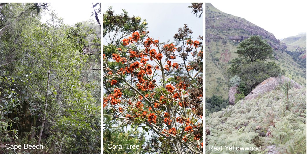 TokaiPark's tweet photo. FOTP AGM: Reminder to register for this Thursday 23 March 2023

We will end the evening with a cheese and wine social! We will also be selling indigenous trees, hacking/gardening tools, FOTP shirts, and license disc stickers to raise funds for the society!
https://t.co/zcnaf3xVre https://t.co/rC7Wqz0yOM