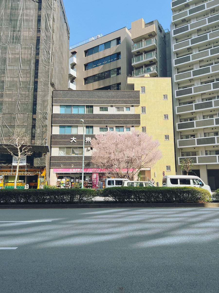 _chocosuke_'s tweet photo. 東京に4日間滞在し、ちらほら桜も咲いている様子を見られたが、ここの桜が1番印象的だった。
大都会の道路脇で、ぽつんと、笑ってしまうくらいに綺麗な花を目一杯咲かせていた🌸つよいな〜〜！ https://t.co/eBI003c8L6
