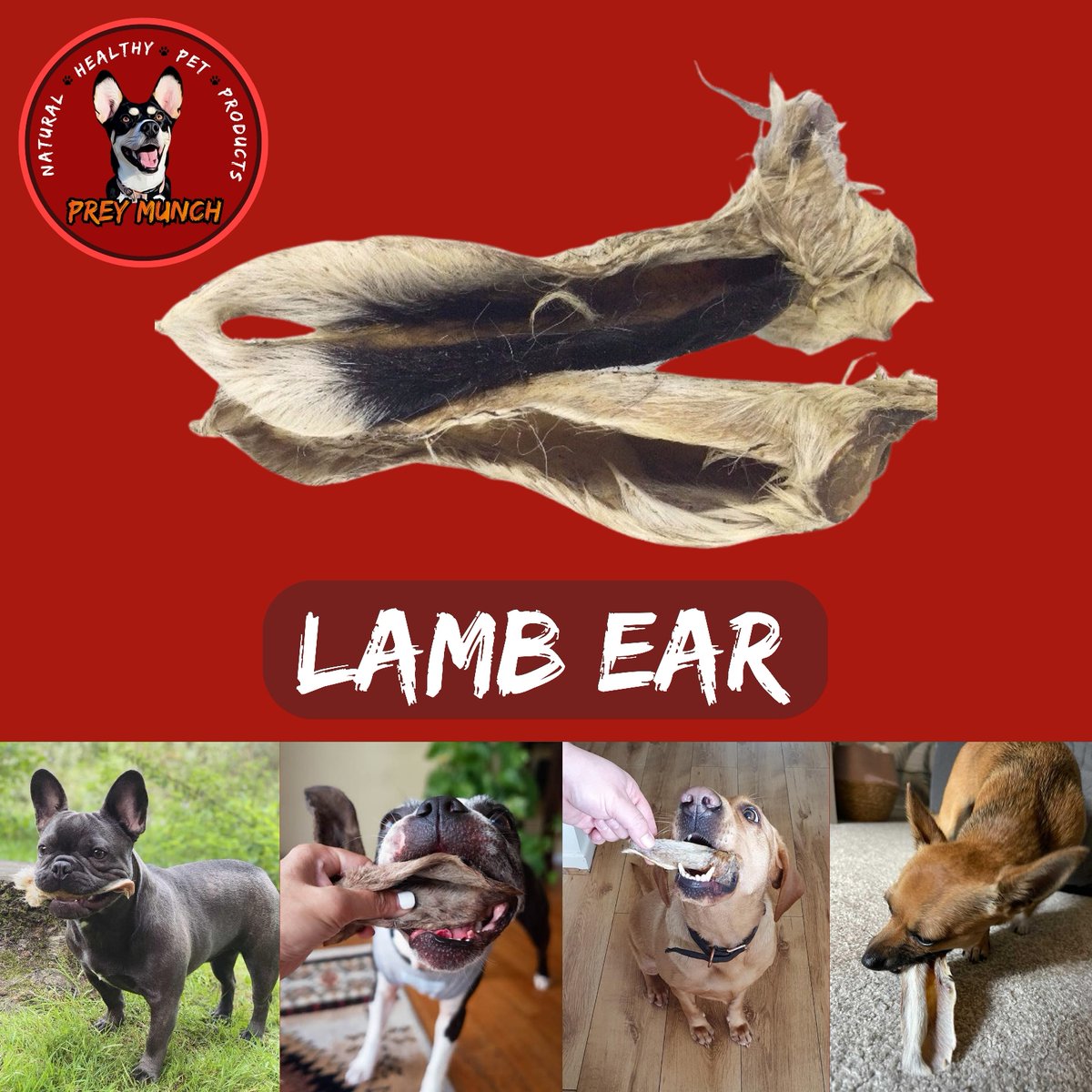 Preymunch's tweet photo. Lamb Ears are a highly digestible, high in protein &amp; low-fat natural chew for dogs. 

They are the go-to chew for many dogs who are on the search for hypo-allergenic chews for dogs who can't tolerate other proteins such as beef or chicken. 

https://t.co/6xDCZFjmwa https://t.co/4jMyfeNaYt