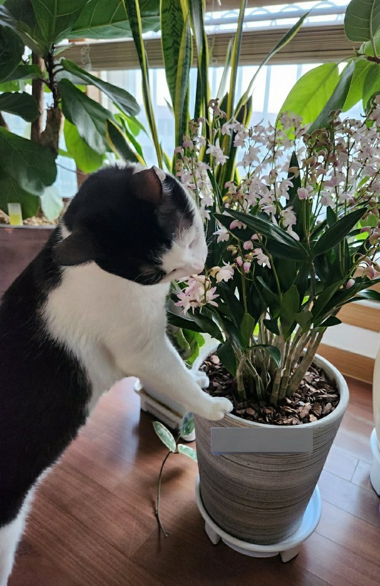 알 수 없는 식물을 선물 받았다
근데 보름이가 너무 좋아함ㅋㅋㅋㅋㅋㅋㅠ
고양이한테 위험한 식물은 아니겠지
어머니가 난 종류같다던데
좋아하는 거 보니 안전한 듯ㅎ