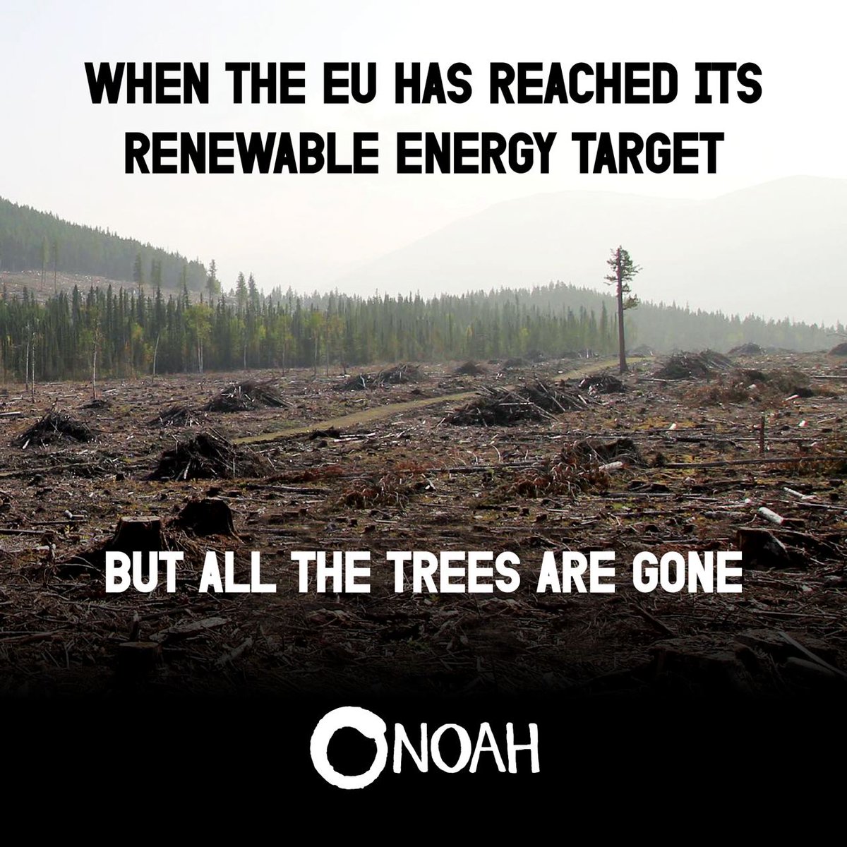 Today is #IntlForestDay and trees should be celebrated. Instead the #EU is burning the world's forests in the name of climate🔥🔥 Because burning wood is considered climate neutral, even though it emits more CO2 than coal, oil and gas🤦‍♀️ Dear EU: #StopFakeRenewables now!