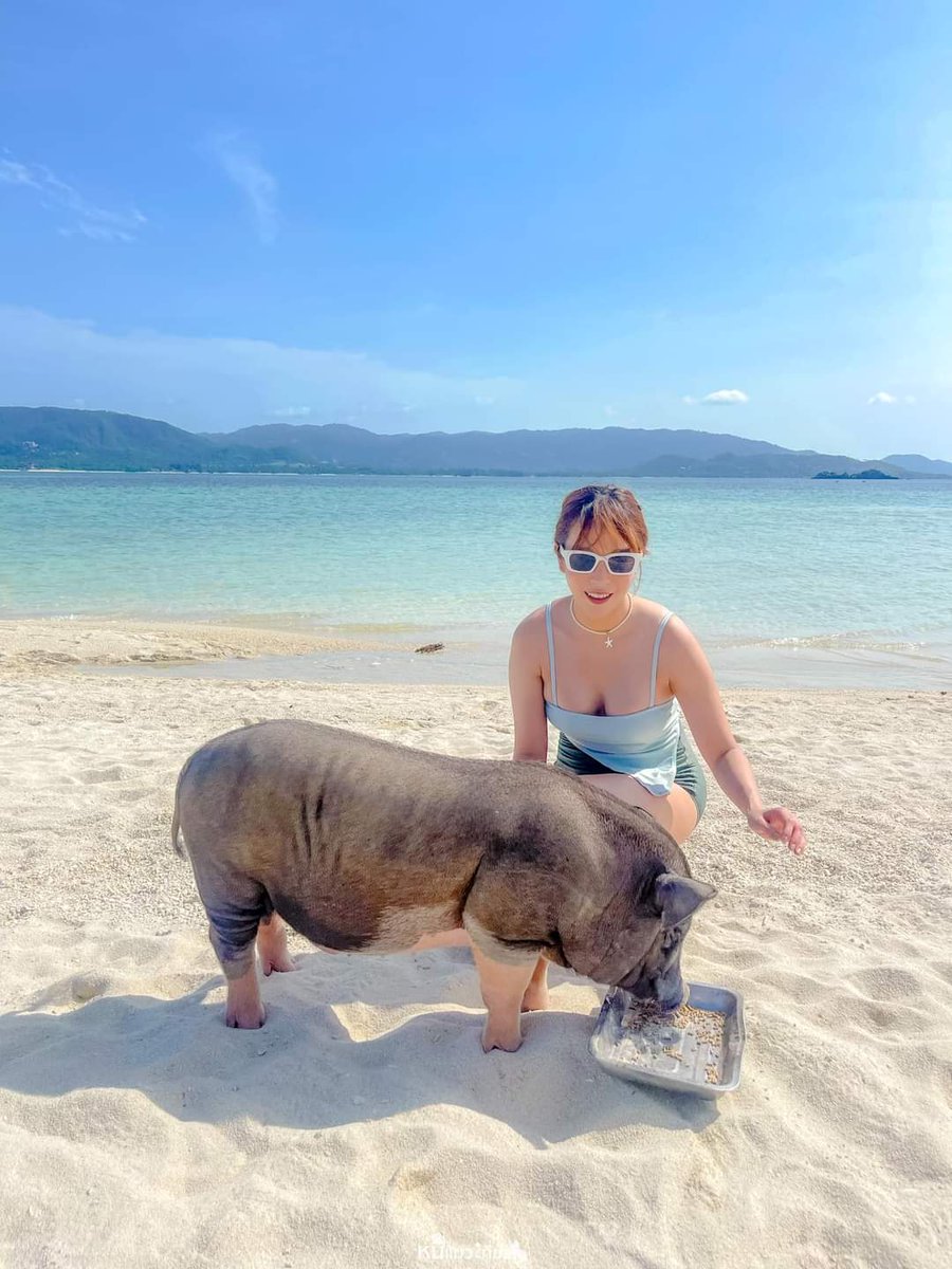 กริ๊ดดดดด หมูทะเล~~🎉
มาสมุย ไม่มาเกาะมัดสุมได้ไง 
สายคอนเท้นท์ต้องไม่พลาด ตามมาถ่ายรูปกับน้องหมู🐷 อู๊ดๆ เลย มีหลายตัวมากกก
<a href="/ReviewTourThai/">#รีวิวทั่วไทย - เที่ยวไทยแบบฮิปๆ</a>
<a href="/Review_Thailand/">รีวิวไทยเเลนด์</a>

#หนีแมวเที่ยว #NeeMeowTeaw #รีวิวทะเล #เกาะมัดสุม #หมู #รีวิวเที่ยวเมืองไทย #รีวิวท่องเที่ยวไทย #เกาะหมู #สุราษฎร์ธานี