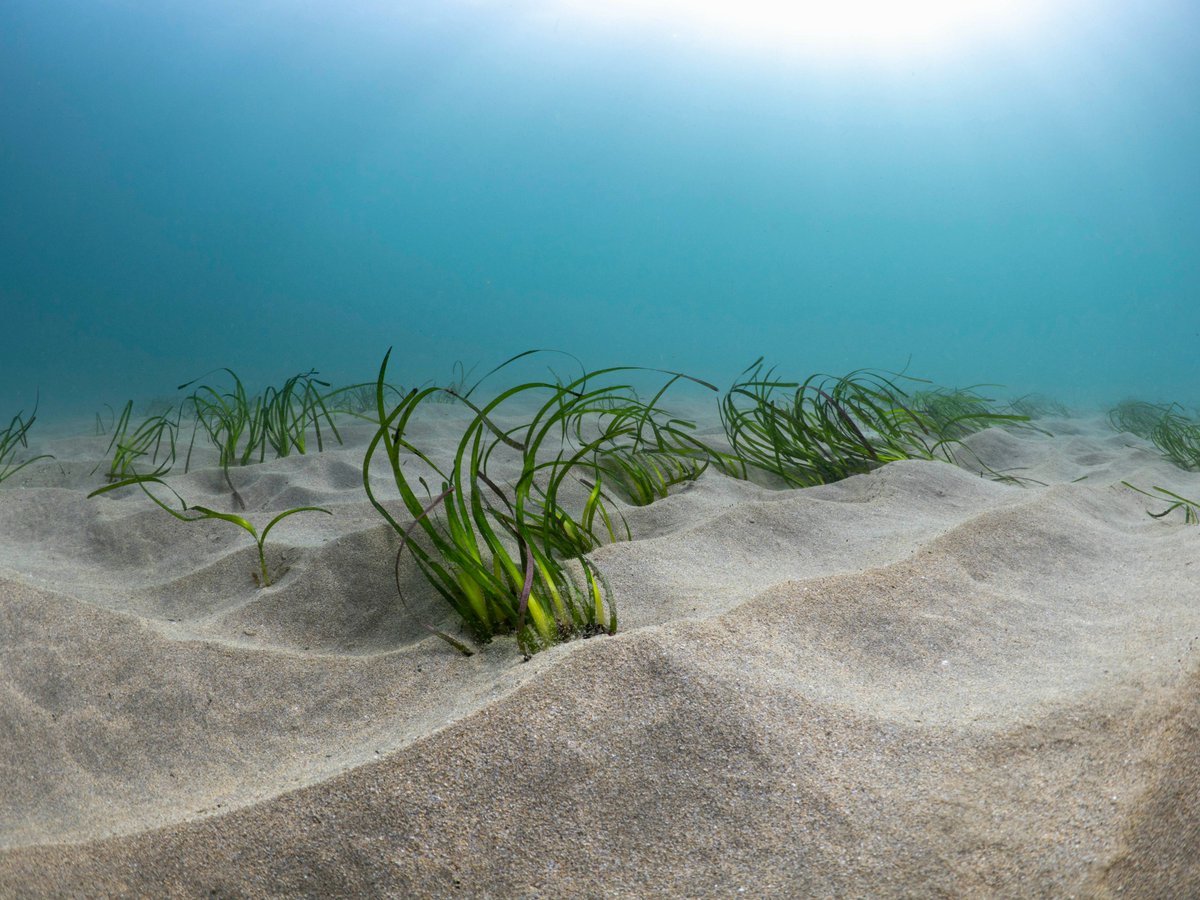 EULIFERemedies's tweet photo. It's the first day of spring!
Just like many plants on land, seagrass is getting a boost of energy for new growth π±
#firstdayofspring #springequinox #spring #SaveOurSeabed #marineconservation #marinebiology #firstdayofspring2023
Image credit: Sharon Moran, Ocean Image Bank https://t.co/JiKdvl5cRx