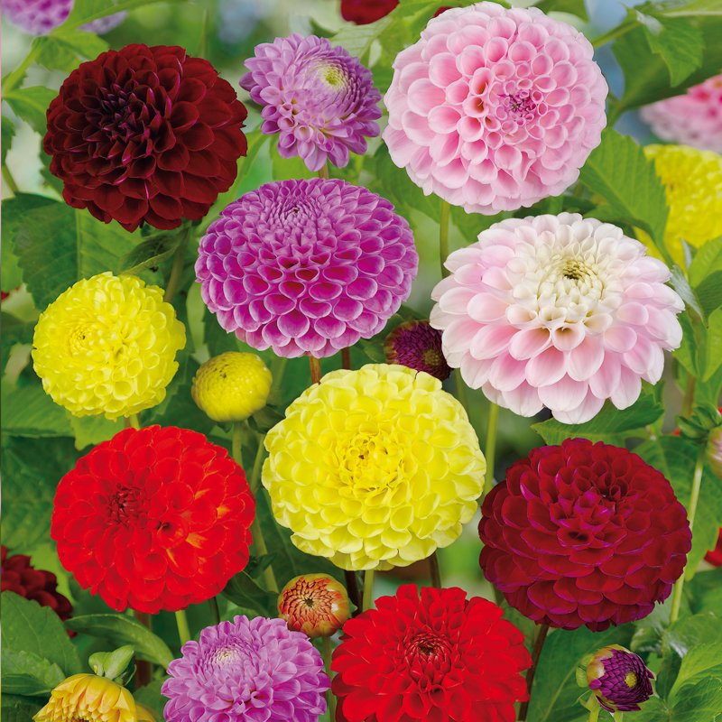 Let's celebrate the arrival of spring by filling our gardens with the most beautiful Dahlias. Happy Tuesday from all of us at de Jager! 🌻🌷 #summerflowers #tuesdaygreeting #spring