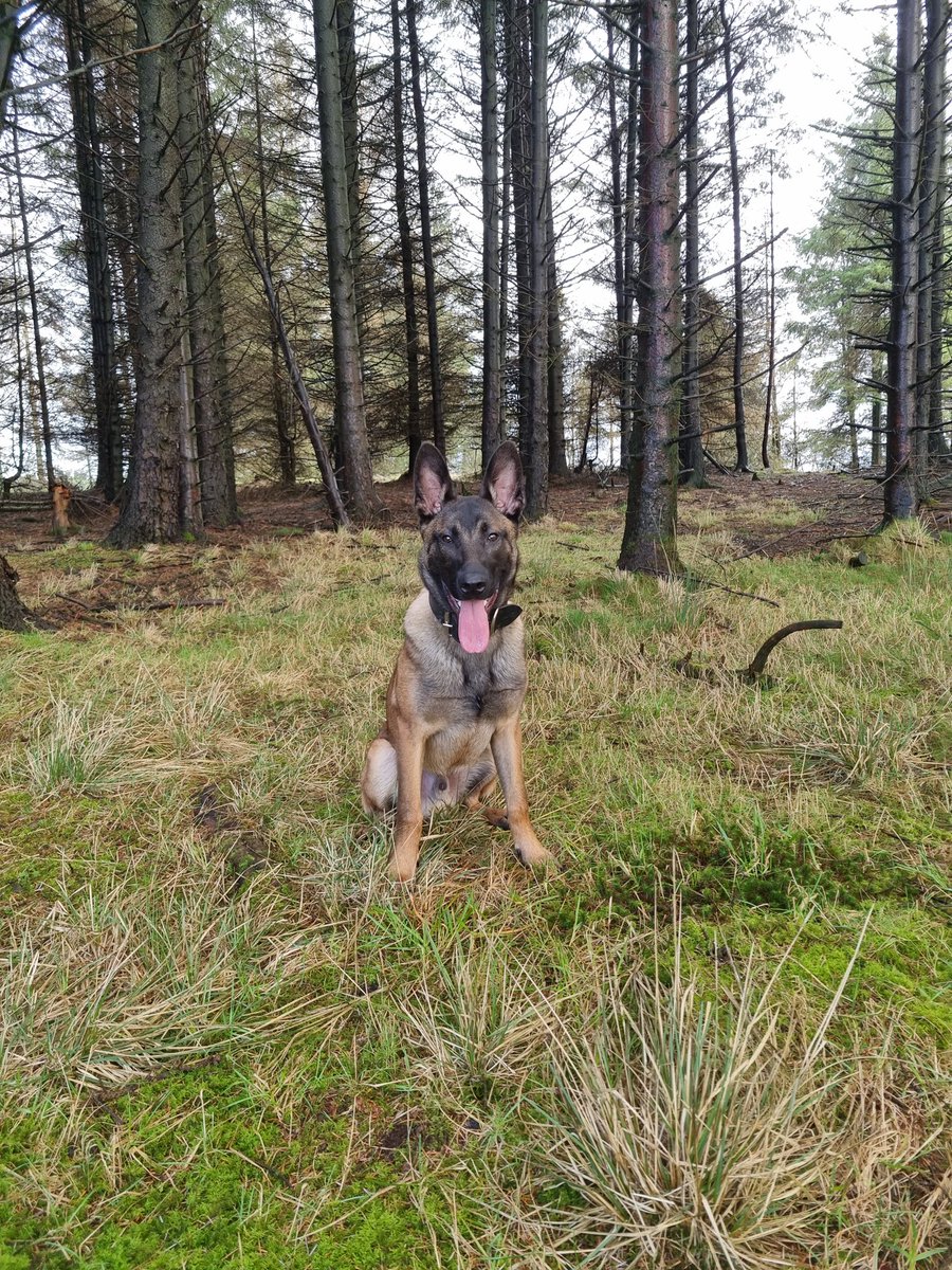 Scottish Police Dog Memorial tweet media