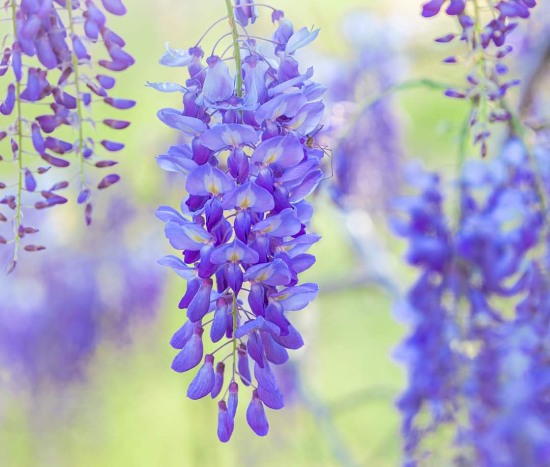 Blooming Wisteria 
Prints jordanhillphotography.com/featured/sprin…

#flowers #flowerstagram #spring #nature #photooftheday #naturephotography #photo #photography #outdoors #mississippi #art #outdoorphotography #flower #wisteria #springblooms #flowerphotography #pic #AYearForArt #flowerlovers