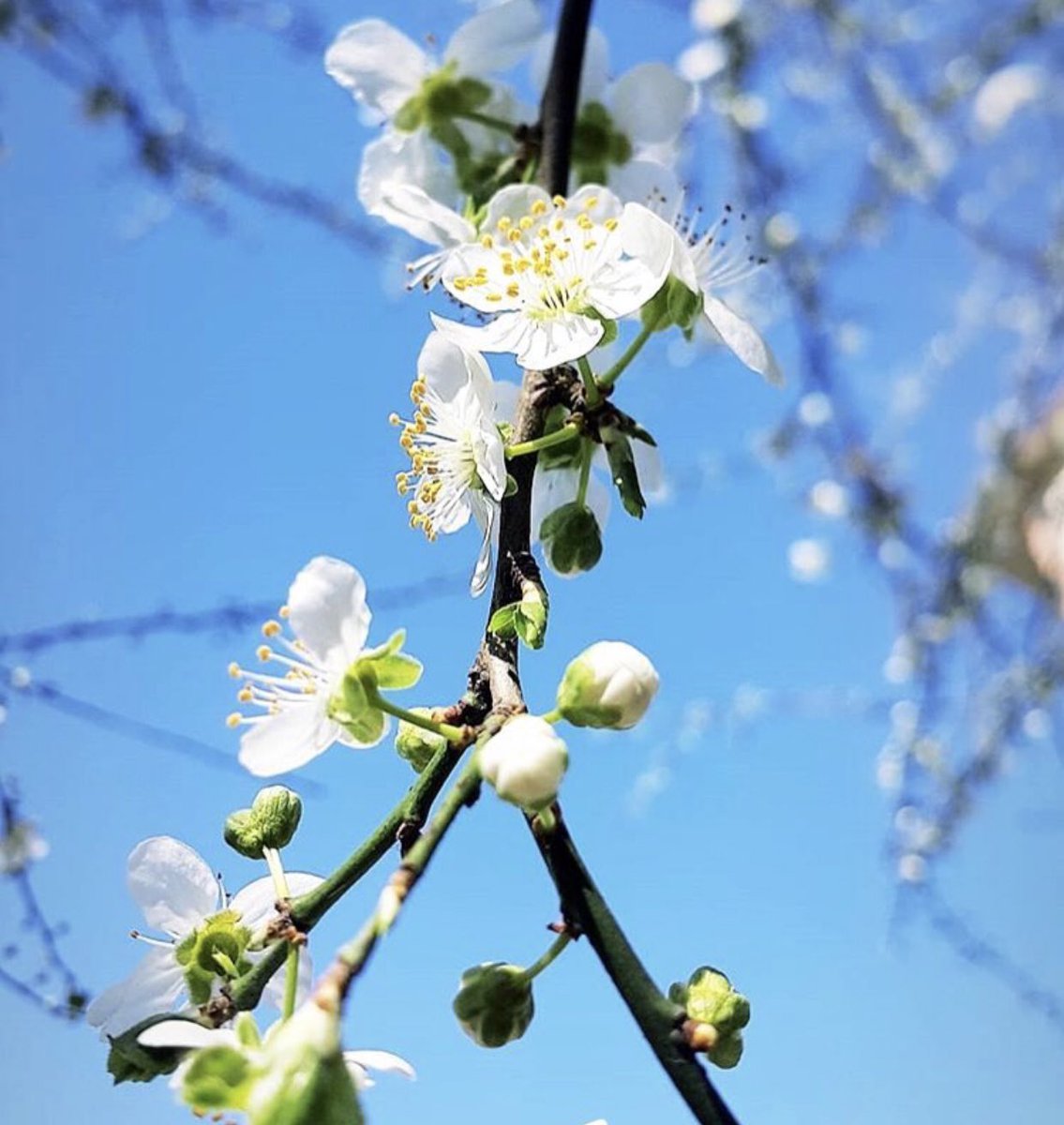 Bolluğun, bereketin, bahar mevsiminin müjdecisi Nevruz’a sıkıntılardan arınarak, geleceğe umutla girelim... 

Nevruz, Ergenekon Bayramımız kut’lu, baharımız mut’lu, dileklerimiz kabul olsun...

#NevruzBayramı