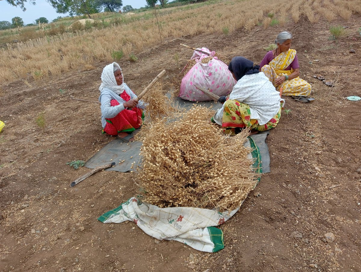 RanjaneVarada's tweet photo. #Labour-Owner-together  Fascinating how Mavshi (all 3) managed to keep dynamics comfortable. An #extension exists with every woman on the farm.(including the one who clicked🤭) What would agriculture look like without them? https://t.co/KulUesZCix