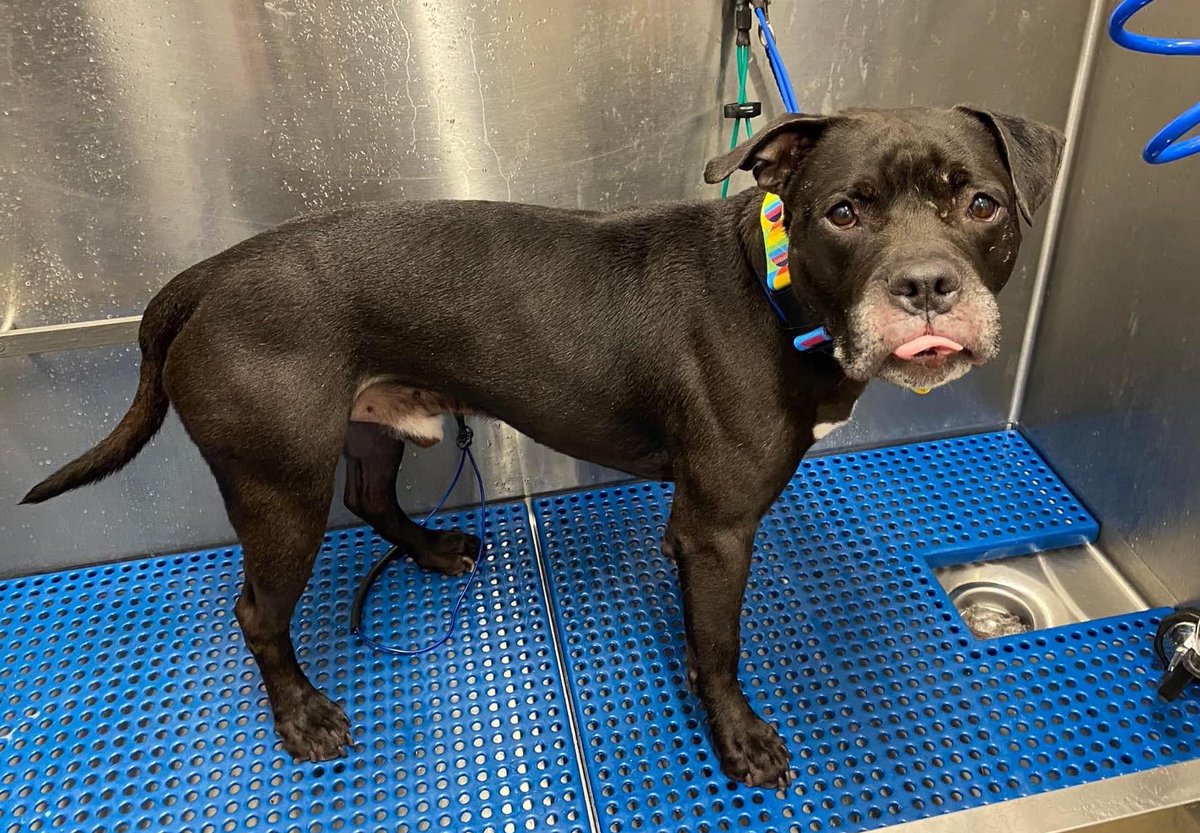 CityDogsCLE's tweet photo. #TongueOutTuesday Sponge Cake is a delectable treat! He's a mellow fellow that likes to mosey through life &amp; can entertain himself with toys. He enjoys walks &amp; exploring the outdoors. If you live a slower-paced life, Sponge Cake may be your match! https://t.co/ZCBy09h6RO #adoptme https://t.co/56WfnwHkfU