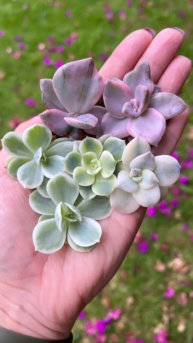 KaltbergG's tweet photo. Suculentas 💜💚💛
#echeverialemonrosevariegata 
#graptoveriabainesiivariegata 
#echeverianicksanavariegata 
#graptopetalumsilverbumvariegated 
#succulents 
#suculentascolombia https://t.co/RzsXva3uYu