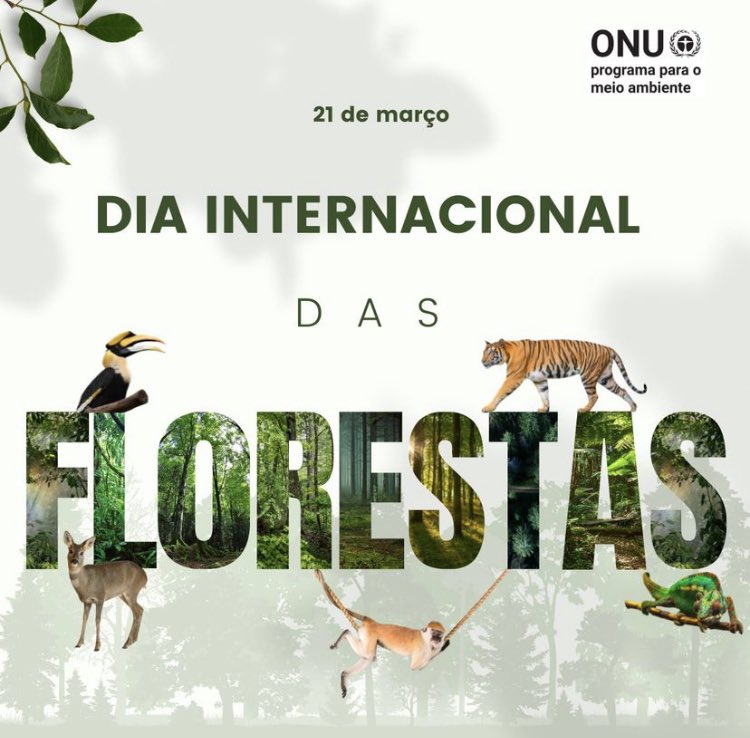 COAPOA's tweet photo. Dia Internacional das Florestas https://t.co/qkKun6pO7P