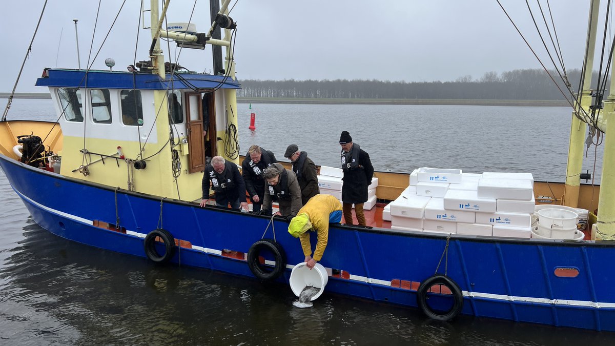 dupan_info's tweet photo. Vorige week hebben we 2 miljoen jonge #palingen ofwel  #glasalen uitgezet in de Randmeren. Een stevige impuls voor de #palingstand. #boerenverstand https://t.co/ffCnaeRanz