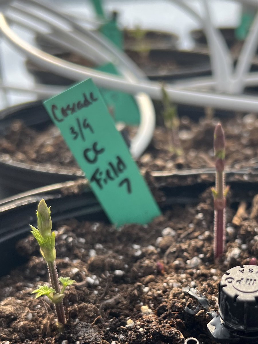 alyamanita's tweet photo. Hoppin’ into spring! #UTHopyard #UTHops #UTSpecialtyCrops @UTAgronomy @UTSpecialtyCrop https://t.co/fEKuM7Ka98