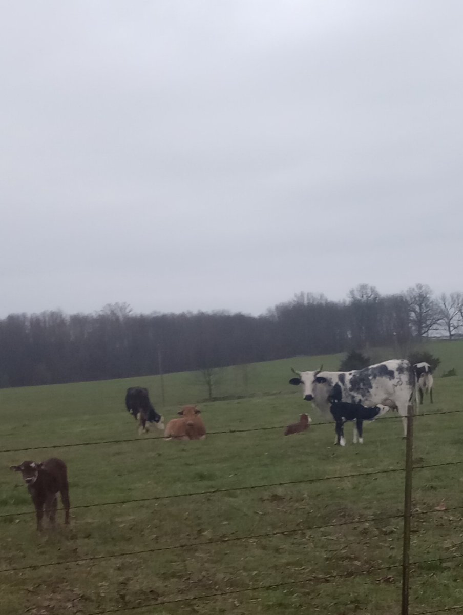 ParkerLazenby3's tweet photo. Adorable little Buckers ain't they.
(The neighbors)
#Agtwitter #buckingstock https://t.co/26nRmcL2EQ