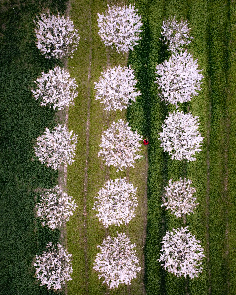 Munib Jan 🦉| “4 Seasons” Editions Live 10/10 tweet media