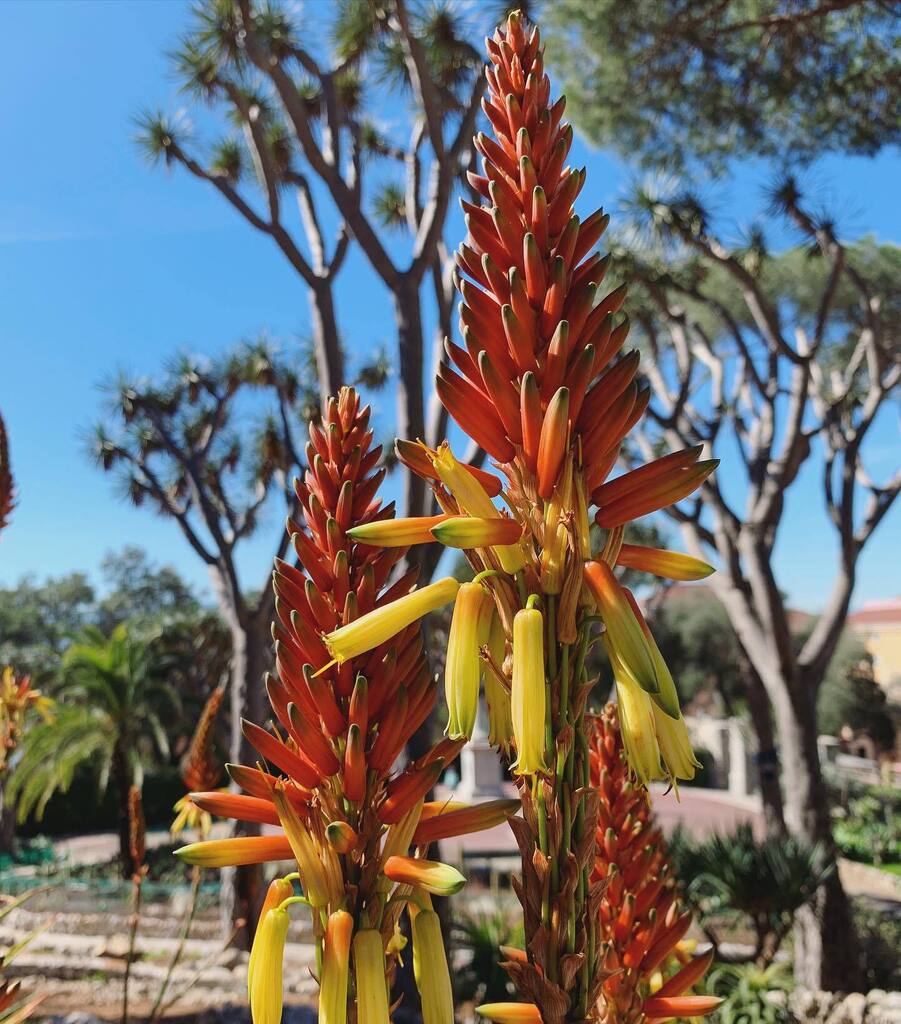 The beautiful two-toned Aloe wickensii is in flower. . . #alamedagardens #botanicalgardens #aloe #succulents #succulove #southafricanplants #gibraltar instagr.am/p/CqDQowsK4YL/