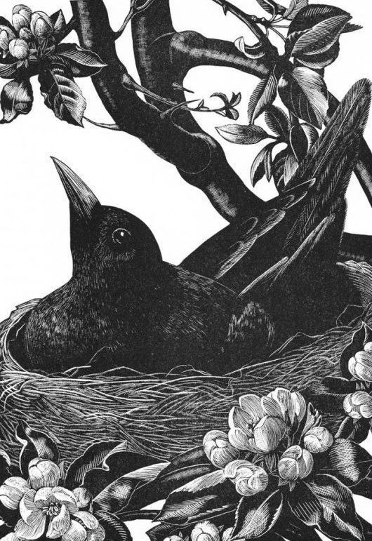 Printmaker Clare Leighton,'Blackbird on Nest' Lithograph of Wood Engraving, 1935 #WomensArt