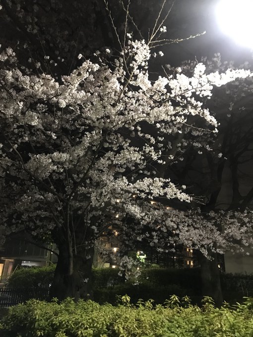 夜桜四重奏 