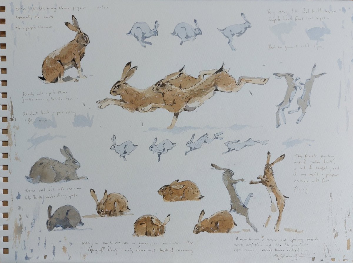 Sketches of brown hares chasing and boxing, just finished for #openstudiosnorthfife2023 29 Apr to 1st May. 

#hare #jackrabbit #brownhare #markmakingdaily #scottishartist #artcollector #whatsonfife #sketchbook #drawfromlife #nature