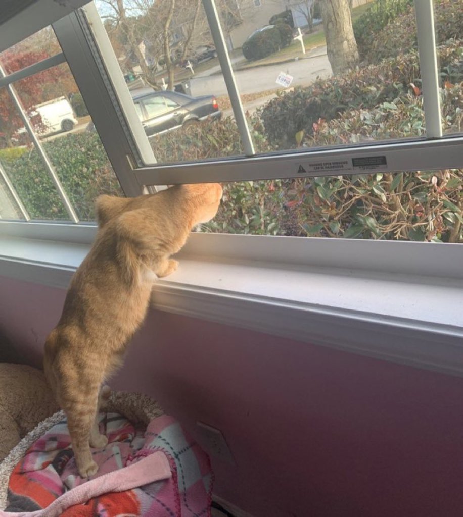 Bigqadi's tweet photo. He’s so nosey bro 😭😭 https://t.co/GO5mVfndVQ