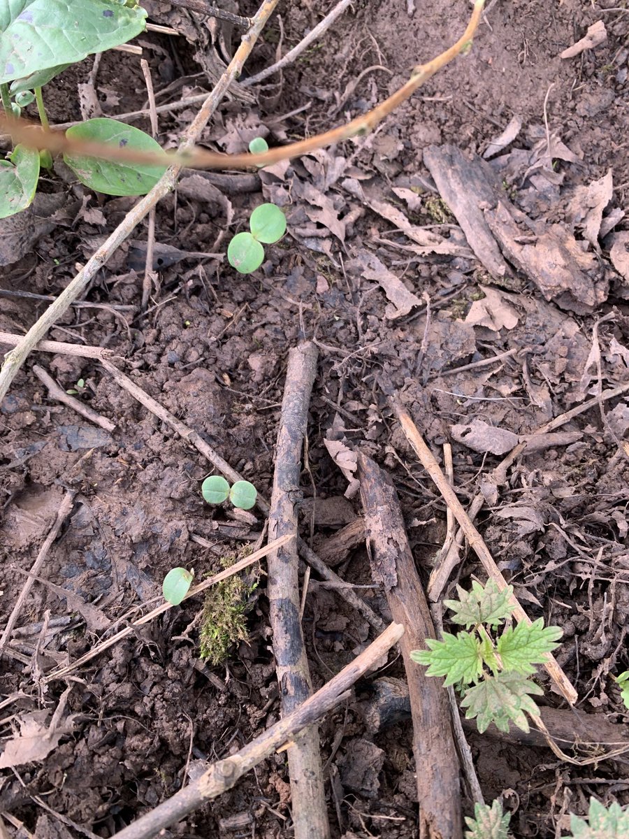 Robert Denny tweet media