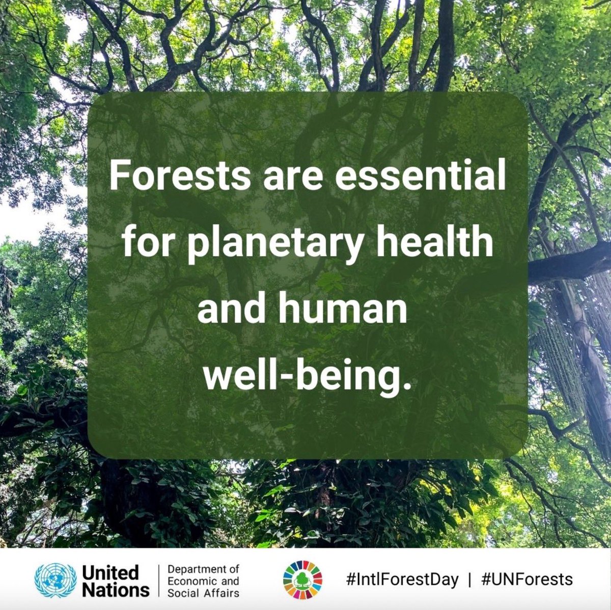 Today is #IntlForestDay. Forests are essential for planetary health &amp;  human well-being. They cover 1/3 of land on🌍 &amp; support us in countless ways. Cleaning our air &amp; water, giving us food, fuel &amp; medicines, &amp; protecting us from the effects of climate change
