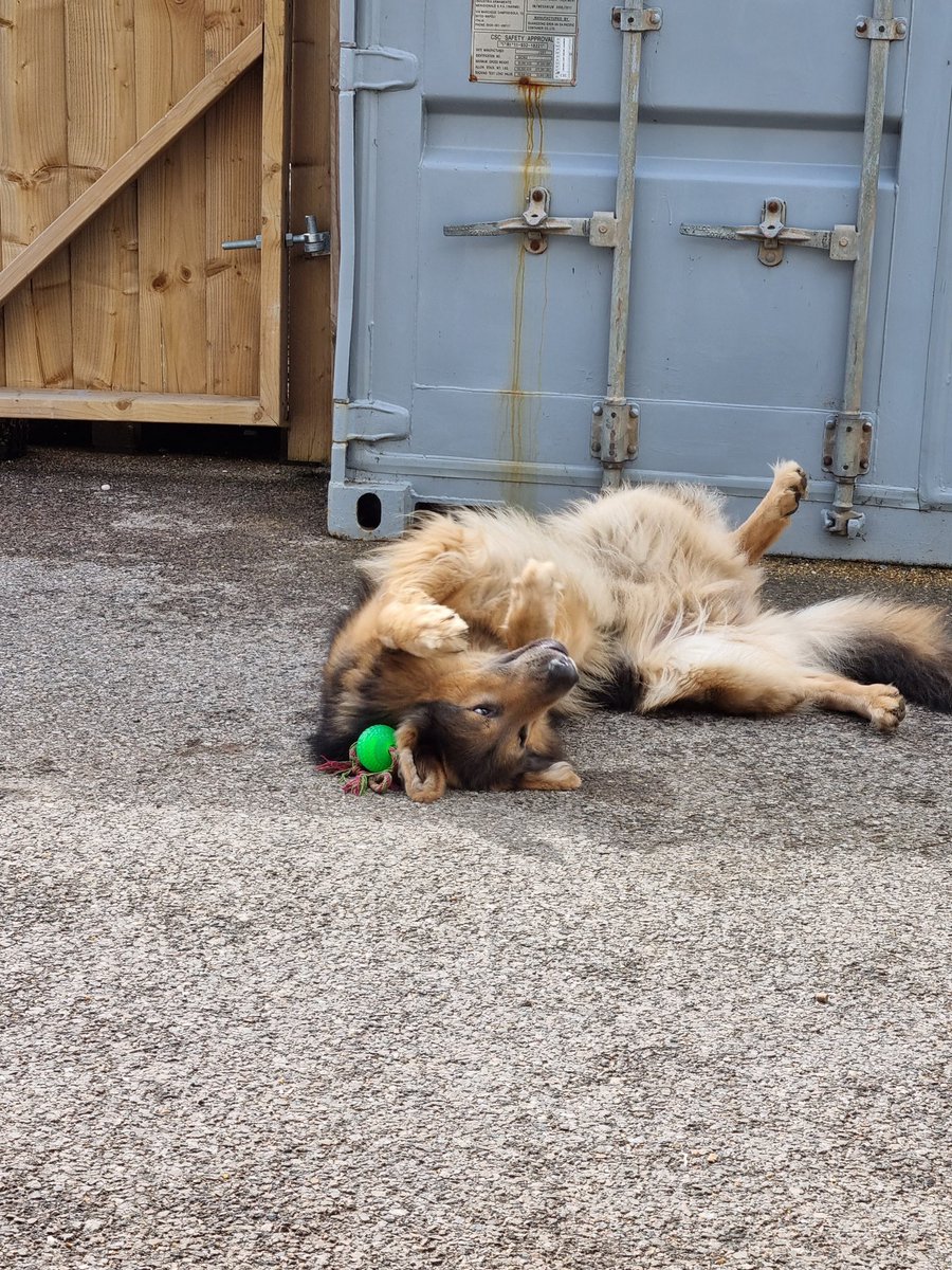 GrittingWorks's tweet image. Even when its warmer we are hard at work, except maybe for the yard security detail!