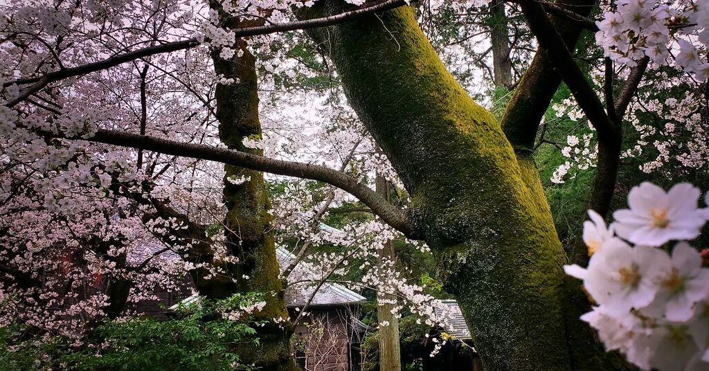 Moss covered sakura.
.

#sakura #cherryblossom #japan #🌸 #japan #japanphotography #🇯🇵 #🗾 #explorejapan #beautyofnature #InstaJapan #NaturePhotography #TravelPhotography #wanderlust #BeautifulDestinations #moss #androidography #samsungs10plus instagr.am/p/CqDRDxyvxd_/