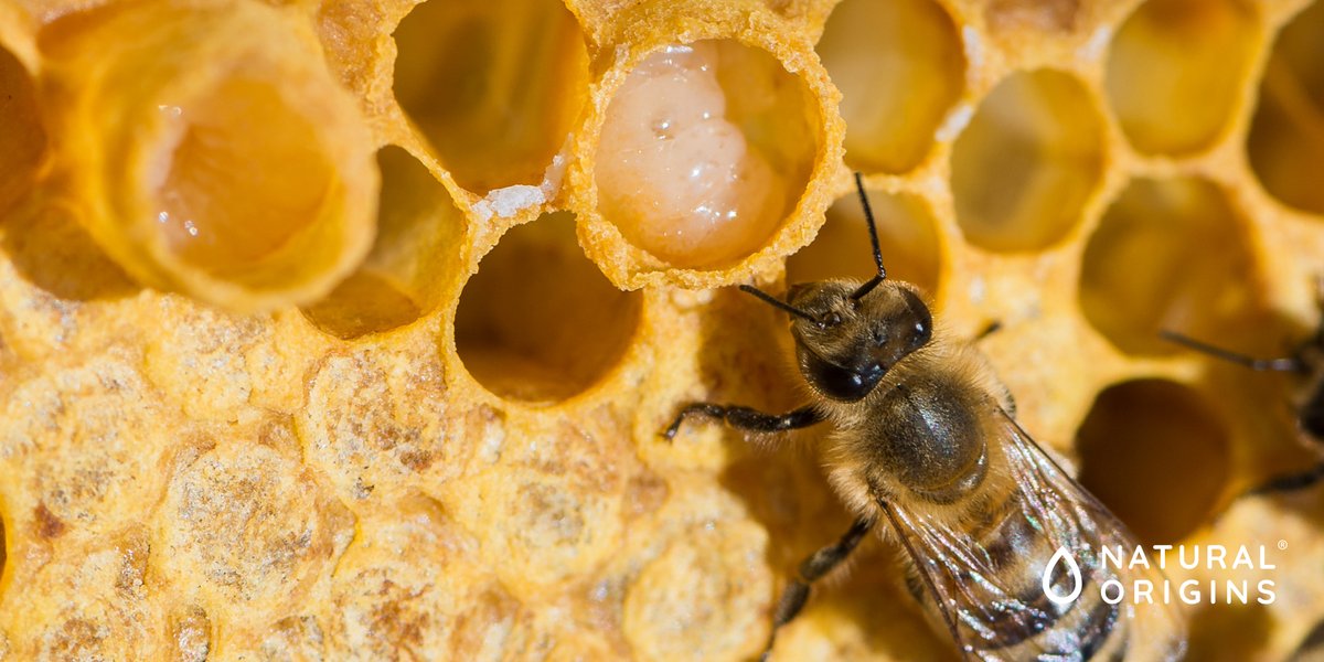 mynatorigins's tweet photo. Discover our committed supply chain of #beekeepers | Multiple #virtues & an exceptional #active ingredient | Type 1 #royaljelly of impeccable #quality, #authentic & systematically #verified | Our royal jelly #productrange and its advantages: https://t.co/wFKz2Vbrf9 https://t.co/xBuMJ2VNZG