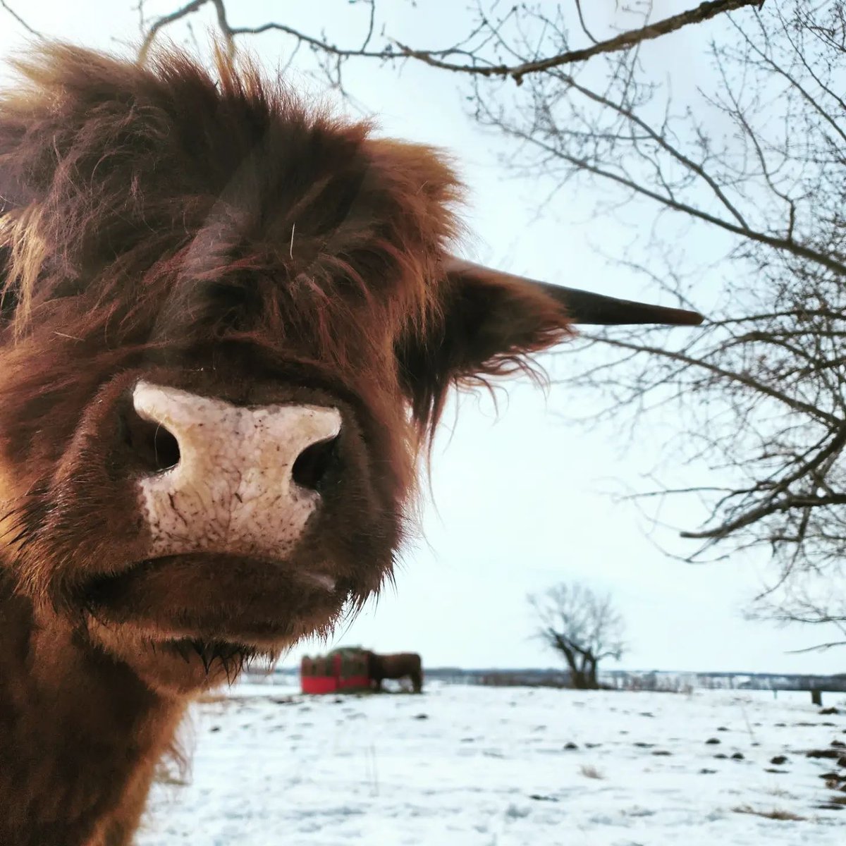 ClanMacfarlane's tweet photo. Happy Coosday! Stella's feelin' cute! This week, have the confidence to get out there and tackle the world! 📸IG @amanda.b.37 and Stella the Highland Cow 🐮
#highlandcow #highlandcows #coosday #funnyfaces #cownose #closeup #highlandcoo #cow #clanmacfarlane #thogailnambo https://t.co/bKLfqY5Nag