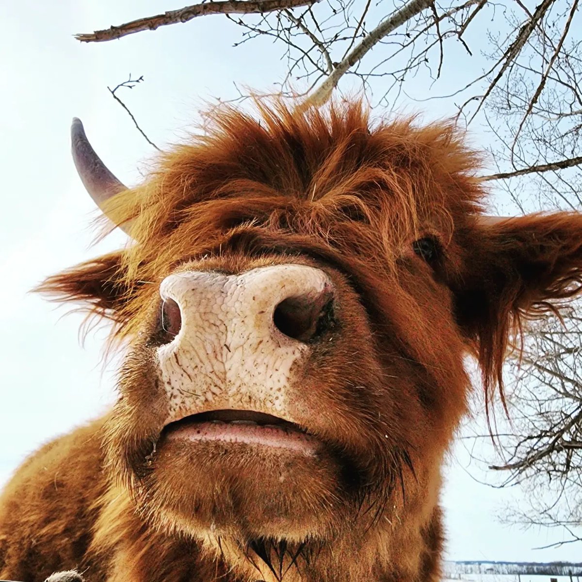 ClanMacfarlane's tweet photo. Happy Coosday! Stella's feelin' cute! This week, have the confidence to get out there and tackle the world! 📸IG @amanda.b.37 and Stella the Highland Cow 🐮
#highlandcow #highlandcows #coosday #funnyfaces #cownose #closeup #highlandcoo #cow #clanmacfarlane #thogailnambo https://t.co/bKLfqY5Nag